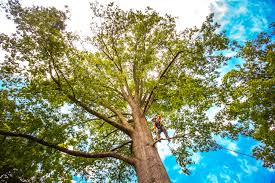 Trusted Carson City, NV Tree Removal Experts