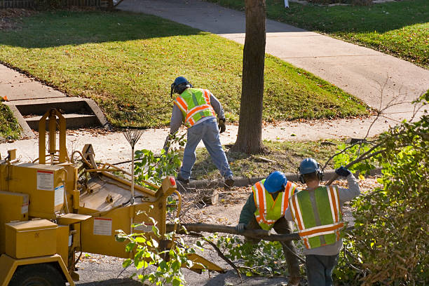 Best Tree Maintenance Programs  in Carson City, NV